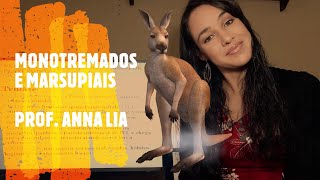 SEGUNDO ANO  MAMÍFEROS MONOTREMADOS E MARSUPIAIS  PROF ANNA LIA [upl. by Dwaine]