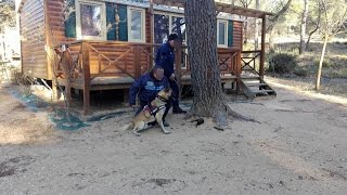 Brigade canine police municipale [upl. by Rashidi]