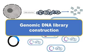 Genomic DNA library construction  gDNA library  Cloning [upl. by Atinek]