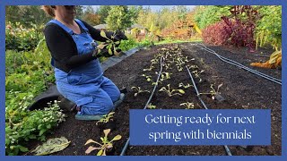 Preparing for Spring Planting Biennial Seedlings for Stunning Spring Blooms [upl. by Lirpa58]