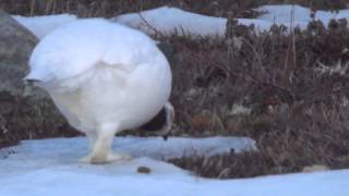 Willow Ptarmigan [upl. by Wiencke613]