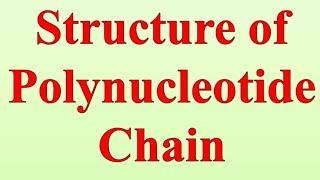 Structure of polynucleotide [upl. by Heida]