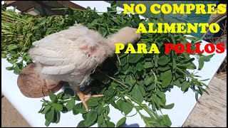 forraje para gallinas ponedoras alimento fasil y economico [upl. by Skill]