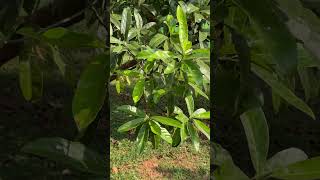 Elaeocarpus serratus leaves [upl. by Ramas]