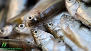 Fish Consumption Associated With Brain Shrinkage [upl. by Rehpotsyrk]