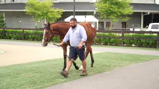 Lot 506 Impending x Bubbly Dutchess colt Classic2021 [upl. by Hanover]