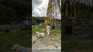 Trip to Bhutan Samdrup🐶dog shorts [upl. by Mercola]