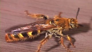 Wasps of Costa Rica An Educational Film Chapter 2 [upl. by Annamarie]