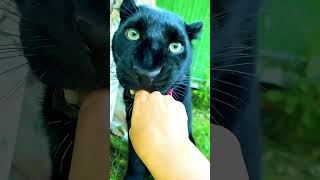 Black Leopard 🐆 Wait For End Twist 😱🤣 shorts comedy trending viral shortvideo [upl. by Florella]