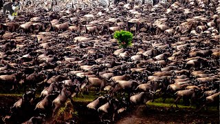 A Migração Devastadora De Um Milhão De Gnus O Que Aconteceu  Animais Selvagens [upl. by Nylimaj]