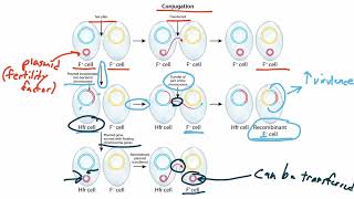 Bacterial Genetics for the USMLE Step 1 [upl. by Anec]