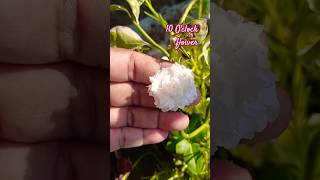 White moss rose Blooming flower floweringplants [upl. by Westney452]