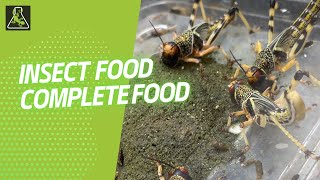 Insect Food  Reptile Systems [upl. by Adnilre]