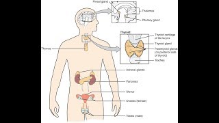 Hormonsystemet del 1 av 4 Beskrivning av hormoner och deras verkan Hypotalamus och hypofysen [upl. by Asira815]