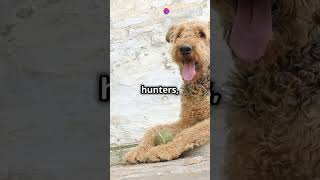 Airedale Terrier The King of Terriers 🐾 dog pets petlover dogshorts doglovers cutedog [upl. by Nilra]