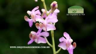 Phalaenopsis pulcherrima var coerulea [upl. by Drona]