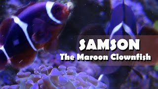 Samson the Maroon Clownfish  Reef Fish Profile [upl. by Ikciv]