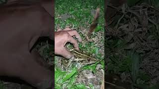 Catching frog make you laugh  catching frog live 🛑LIVE 🎞️🎥 [upl. by Joyann]