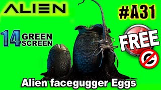 Alien Facehugger Eggs Green Screen 3D [upl. by Adnihc]