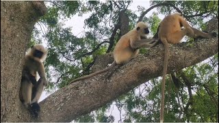 Hanumanji ka video Bandar wala video Langur wala video Monkey wala video [upl. by Melquist852]