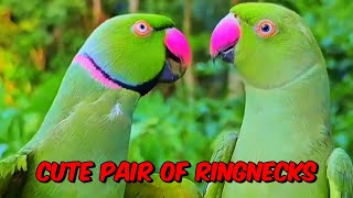 Parrots Natural Sounds parrot birds birdslover talkingparrot parrotsounds angelthevlogerr [upl. by Stig]