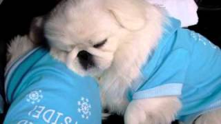 Pekingese Puppies Sleepy snore BABY Pekingese [upl. by Heppman284]