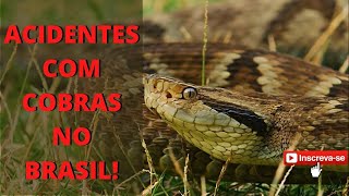 ACIDENTES COM SERPENTES PEÇONHENTAS  EXPEDIÇÃO CAATINGA  ALDEMIR OLIVER [upl. by Ecinna]