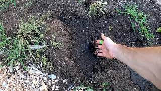 Must Watch Before Using Leaf Compost  Pros and cons as a soil medium [upl. by Biel]