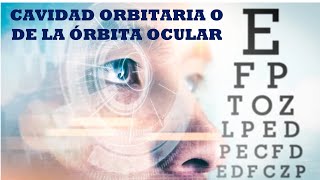 CAVIDAD ORBITARIA o DE LA ÓRBITA OCULAR límites paredes contenido relaciones anatómicas [upl. by Eiclud]