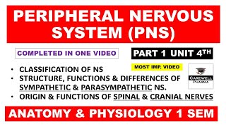 Peripheral Nervous System complete  Sympathetic Parasympathetic  Spinal and Cranial Nerves  Ch1 [upl. by Annatsirhc59]