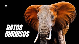 DATOS CURIOSOS e INTERESANTES del ELEFANTE AFRICANO [upl. by Eyllek]