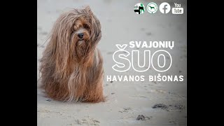 Svajonių šuo Havanos bišonas [upl. by Cleopatra]