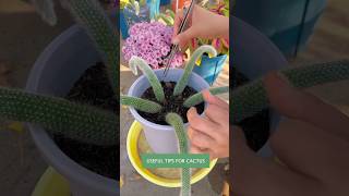 I Spent 30 Days Growing 100 Cacti and Heres What I Found [upl. by Panaggio]