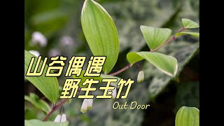 Wild Polygonatum odoratum，带狗子进山，不小心滑进山窝，发现野生玉竹。nature [upl. by Medea]