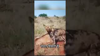 A group of wild dogs are dividing up a long horned antelope Their fighting power is really amazing [upl. by Valenba787]