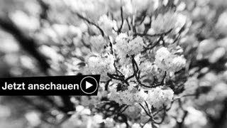 MIT EINEM LENSBABY OBJEKTIV FOTOGRAFIEREN  FOTOGRAFIE GRUNDLAGEN 10 [upl. by Tapes]