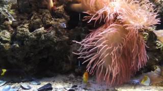 Acquario Di Cattolica Italia  Cattolica Aquarium Italy [upl. by Asit]