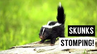 Baby SKUNKS Stomping Compilation [upl. by Randene]