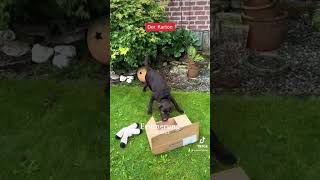 Es rappelt im Karton tiktok labrador dog doglife youtubeshorts shorts shortsvideo [upl. by Egroj432]