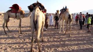 Egypt  Dahab Festival 2012 [upl. by Gianni]