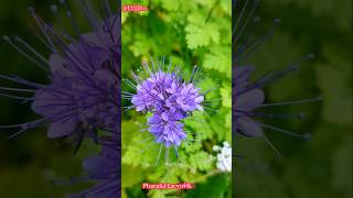 Phacelia Lacy beautiful in purple51124 [upl. by Nylessoj183]