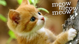 Cute Ginger Kitten Meowing  Kitten Sounds Meow [upl. by Berna]