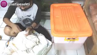 UNBOXING SOA LAYAR INDONESIA  Hydrosaurus amboinensis  SAILFIN Lizard  DAPET BONUS ULAR KEREN [upl. by Danforth]