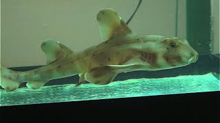 ホーンシャーク Horn Shark Heterodontus francisci [upl. by Rosemare673]