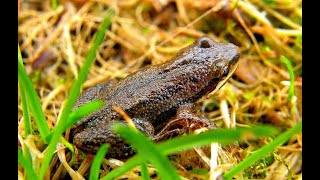 Western chorus frog call [upl. by Leicester]