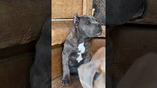 Cane Corso Puppy Blue Color canecorso [upl. by Dorrej]