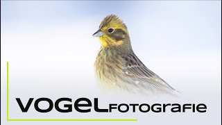 Vogelfotografie an der Winterfütterung  Naturfotografie Tutorial [upl. by Cotsen]