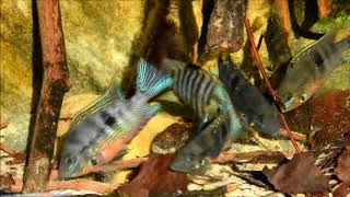 Thorichthys meeki Natural Sunlight [upl. by Giffard]