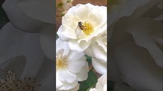 Unveiling the Hidden Beauty of Bee Pollination [upl. by Nahsrad]