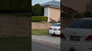 Kangaroo jumping over the retaining wall australia [upl. by Elison]